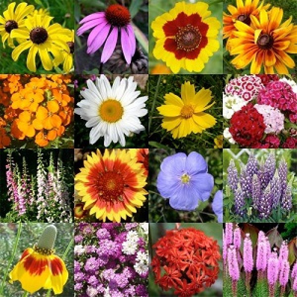Omaxe Winter Seasonal Flowers - Set of 18 Seeds Packs